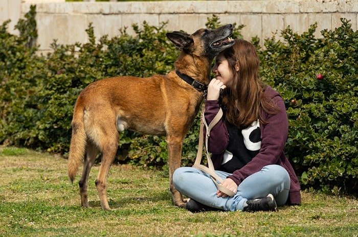 ניל כלב רועה בלגי מעורב לאימוץ מכלביית הרצליה